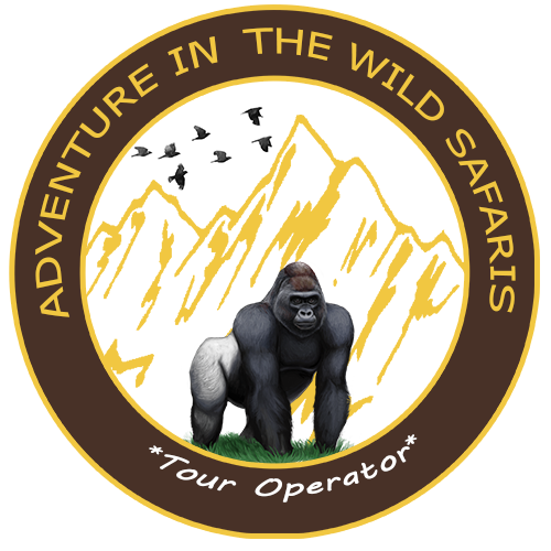 Adventure in the Wild Safaris Limited